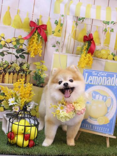 20240406モコくん 